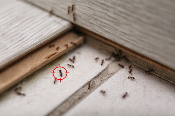Best Emergency Pest Control  in Richmond, MN
